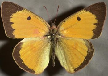 Media type: image;   Entomology 16751 Aspect: habitus dorsal view